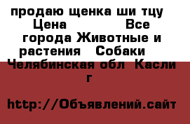 продаю щенка ши-тцу › Цена ­ 10 000 - Все города Животные и растения » Собаки   . Челябинская обл.,Касли г.